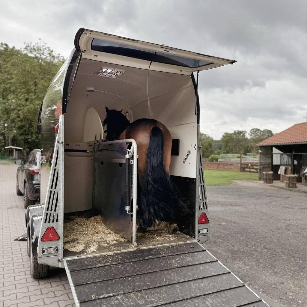 verladetraining pferd anhänger